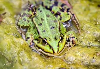 Ein grüner Teichfrosch wunderbar gut getarnt am Rand eines Teiches.