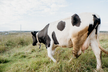 cows in the field graze with a shepherd