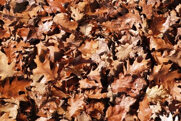 autumn background of fallen leaves on the ground. Background of dry autumn brown leaves