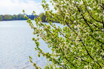 Blooming plum by the river, spring trees