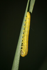 Eine Nahaufnahme von einer Raupe eines Schmetterlings.