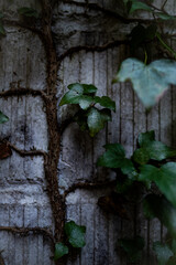 plant called ivy that climbs up a brick wall in a gloomy and dark fores
