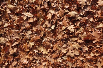 autumn background of fallen leaves on the ground. Background of dry autumn brown leaves