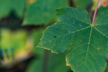 Herbstblätter - Macro