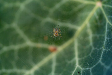 2mm Spinner - Macro