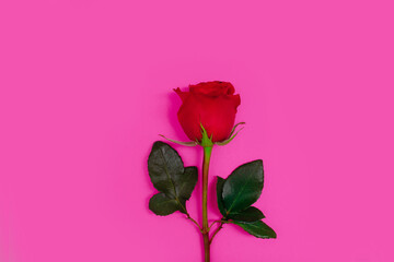 Red rose pink background. Juicy colorful floral background.