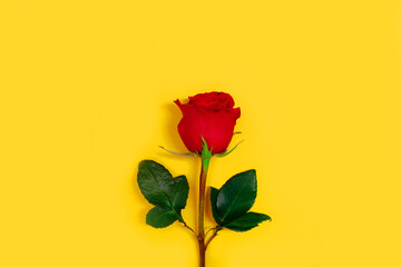 Red rose on yellow background. Single flower on bright backdrop. Juicy floral image.