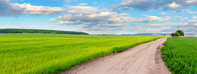 Spring view, green field with vegetation and dirt road in spring, panorama