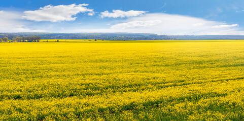 Obraz premium Yellow rapeseed field and picturesque sky in sunny weather, panorama