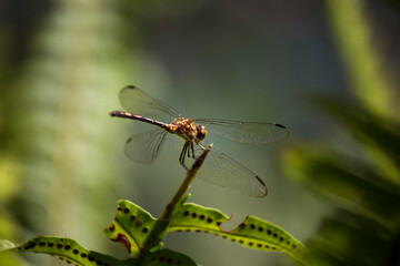 Naturaleza viva