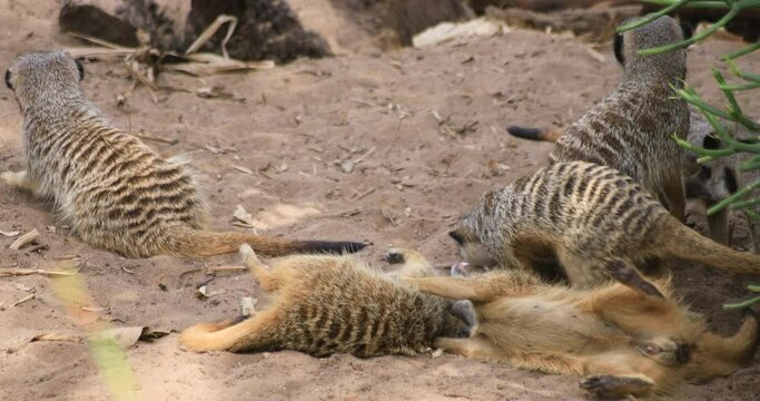 Meerkat at Taronga zoo island in Sydney daytime handheld