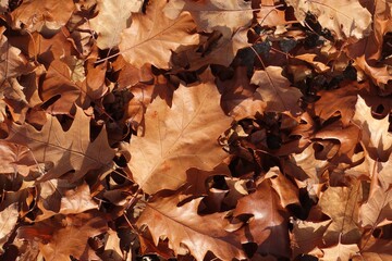 autumn background of fallen leaves on the ground. Background of dry autumn brown leaves
