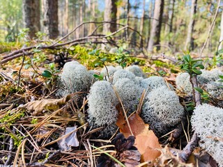 mushrooms in the forest