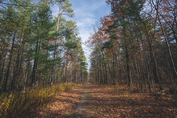 Beautiful Scenic View of a Hiking Trail Surrounded by Trees and Greenery in Autumn