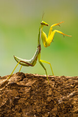 the green praying mantis