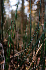 a plant called winter horsetail in a gloomy forest after a rain shower
