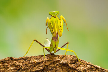 the green praying mantis