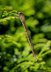 Eine Nahaufnahme einer Kleinlibelle auf einer Pflanze.