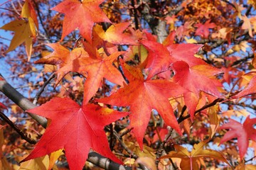 Autumn foliage: five-pointed red leaves on the tree
