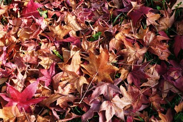 autumn background of fallen leaves on the ground. Background of dry autumn brown leaves