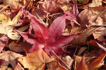 autumn background of fallen leaves on the ground. Background of dry autumn brown leaves