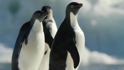 Fototapeta premium природа и животные