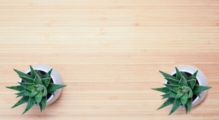 decoration of ornamental plants in white pots on the background of natural wood