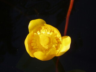 yellow flower