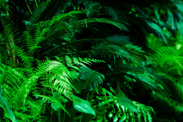 Naklejka na ściany i meble Green dark toned image of tropical bush foliage - ideal for trendy wall canvas decoration.