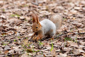 Cautious funny squirel serching for food in the forest