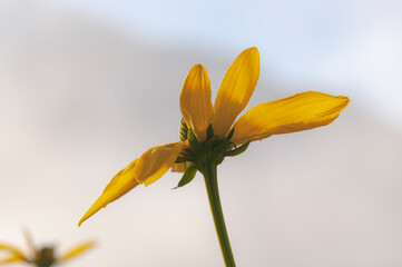 yellow flower on a blue background