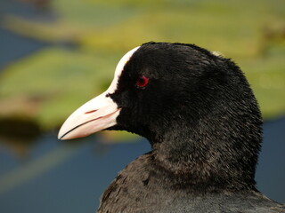 Portrait of eurasian coot (Fulica atra) - black water bird with white frontal shield and red eyes,...