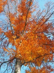 Blätterfall - farbenfroher Buchenbaum im Herbstkleid