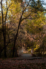 Naklejka premium Orange trees in a park. Autumn colours on trees. Orange yellow leaves.