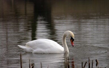 swan on the river