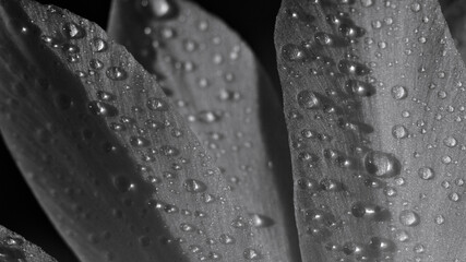 water drops on a flower
