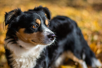 Obraz premium A stray homeless dog puppy in an autumn coloured park. Orange leaves on the ground around the dog. Puppy for adoption.