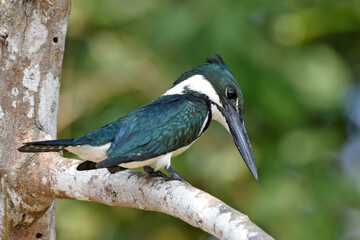 Female Amazon Kingfisher on the lookout for a good catch