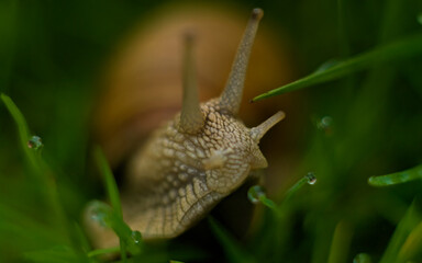 snail on a grass