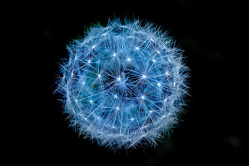 Close-up of a dandelion seed head on black background