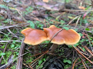 mushrooms in the forest