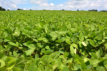 The field grows soy