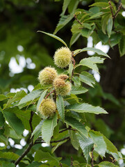 (Castanea sativa) Bogues vert épineux de Châtaignier en automne