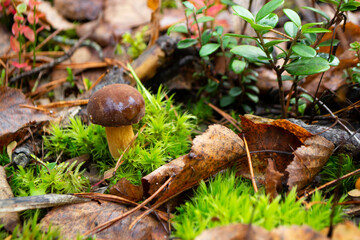Mushroom xerocomus badius in the wild forest on the moss