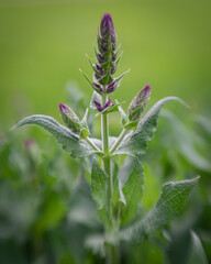 flower in the garden