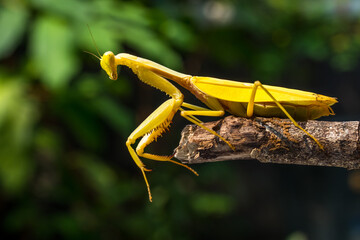 the golden praying mantis
