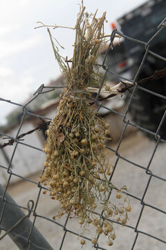 dried esfand hanging at fence
