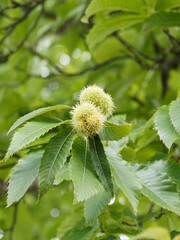 (Castanea sativa) Bogues vert épineux de Châtaignier en automne