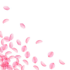 Sakura petals falling down. Romantic pink silky bi