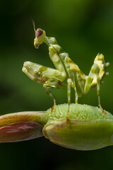 the green flower mantis